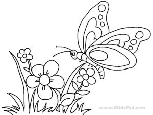 butterfly on flower coloring pages – 893ag