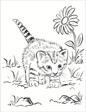 cat coloring pages for kids cv48d