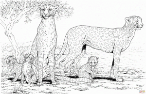 Cheetah Coloring Pages Free   6ahrm