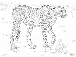 Cheetah Coloring Pages Free to Print   3ab62