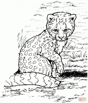 Cheetah Coloring Pages Free to Print   6at2l0