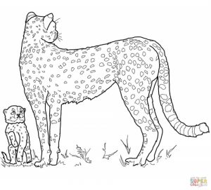 Cheetah Coloring Pages Free to Print   7ag31