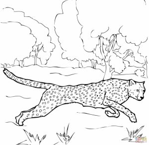 Cheetah Coloring Pages Free to Print   7ag4p