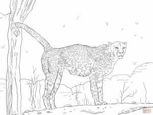 Cheetah Coloring Pages Free to Print   y2cb2