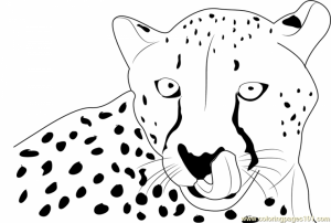 Cheetah Coloring Pages Free   yaw67