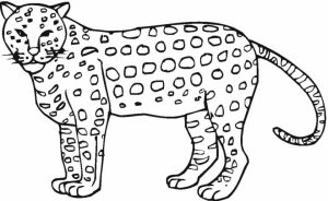 Cheetah Coloring Pages Free   ycn3m