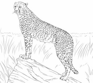 Cheetah Coloring Pages Free   yxn4m