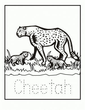 Cheetah Coloring Pages Printable   6am31