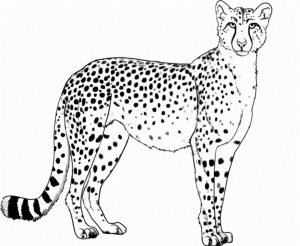 Cheetah Coloring Pages Printable   6an39