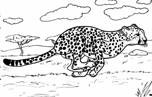 Cheetah Coloring Pages Printable   7nv41