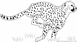 Cheetah Coloring Pages Printable   m3sb0