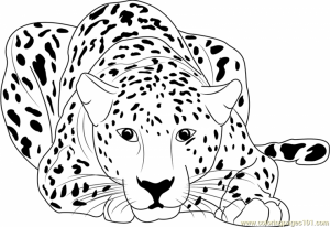 Cheetah Coloring Pages Printable   yan30