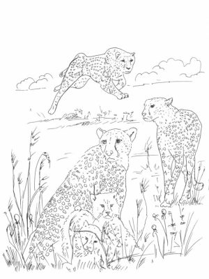 Cheetah Coloring Pages to Print   7xb3m
