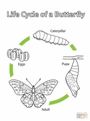 coloring pages butterfly life cycle   15abg