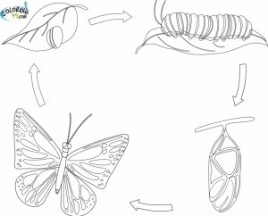 coloring pages butterfly life cycle   2jg09