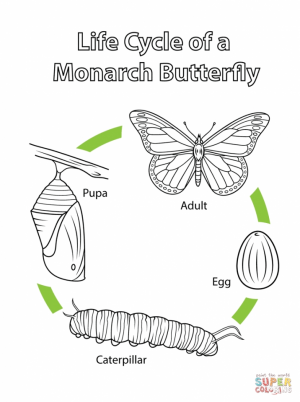 coloring pages butterfly life cycle   3ha87