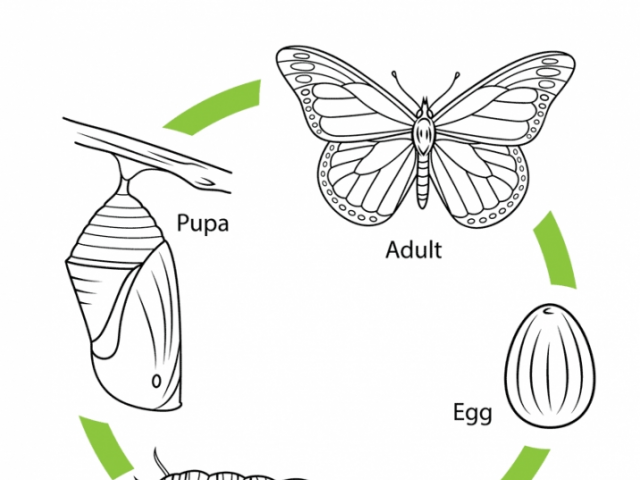 Развитие бабочки схема. Жизненный цикл бабочки для дошкольников. Цикл развития бабочки для детей. Цикл развития бабочки схема. Схема развития бабочки для детей.