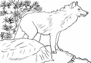 Coloring Pages of a Wolf   88963