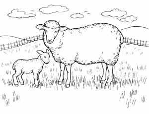Coloring pages of sheep   yfg4n