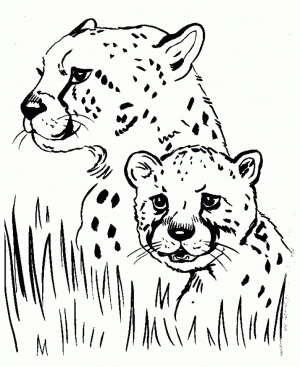 Cute Baby Cheetah Coloring Pages   m57c2