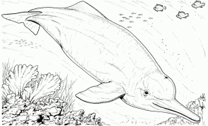 Dolphin Coloring Pages   Animal Printables for Kids   51209
