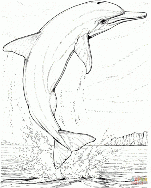 Dolphin Coloring Pages   Animal Printables for Kids   8351