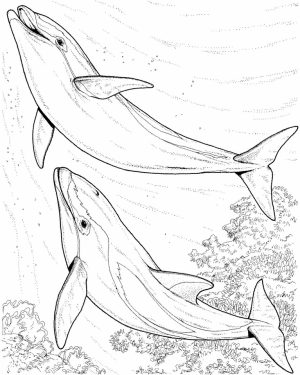 Dolphin Coloring Pages Free to Print   05691