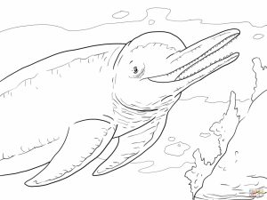Dolphin Coloring Pages Free to Print   3715
