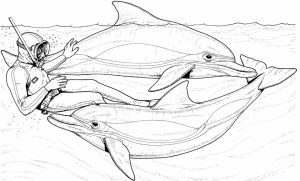 Dolphin Coloring Pages Free to Print   64581