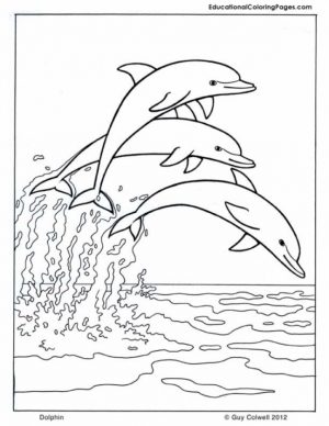 Dolphin Coloring Pages to Print Out   31634