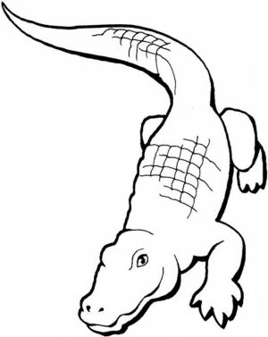 Easy Printable Alligator Coloring Pages for Children   la4xx