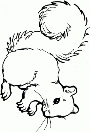 Easy Printable Squirrel Coloring Pages for Children   la4xx