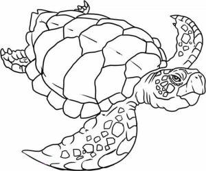 Easy Turtle Coloring Pages for Preschoolers   9iz28