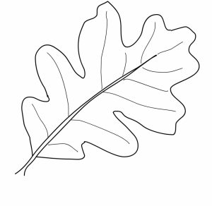 fall leaves coloring pages for kindergarten   857ag