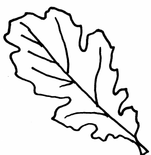 fall leaves coloring pages for kindergarten   Ta479