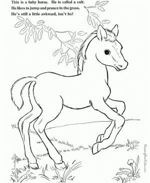 Farm Animal Coloring Pages Online Printable   nhywg