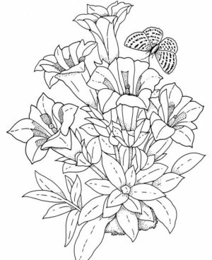 Flowers Coloring Pages for Adults Printable   7g40a