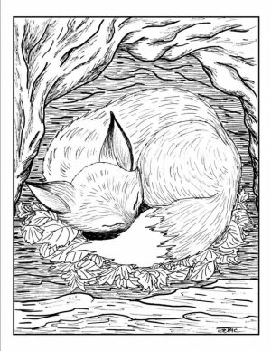 Fox Coloring Pages for Adults   sad3x