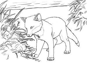 Fox Coloring Pages for Kids   wab4n