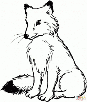 Fox Coloring Pages Free   2a7bf