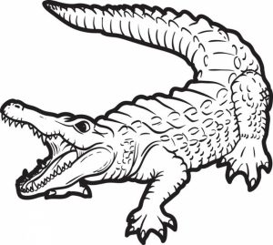 Free Alligator Coloring Pages for Kids   yy6l0