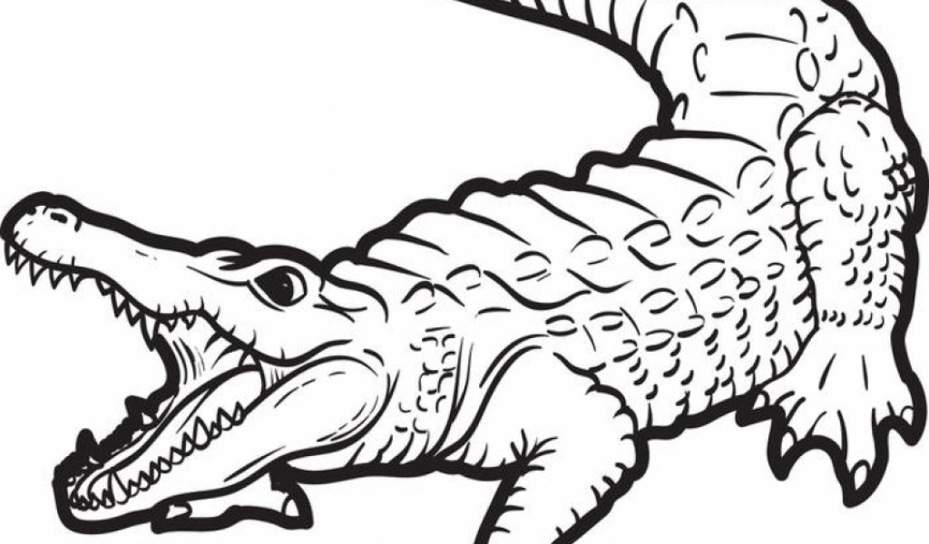 Get This Free Alligator Coloring Pages for Kids yy6l0