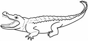 Free Alligator Coloring Pages for Toddlers   p97hr