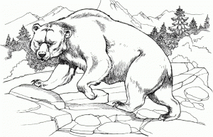 Free Coloring Pages of Bear   63hd4