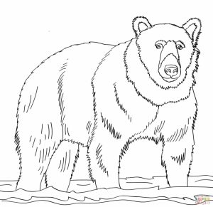 Free Coloring Pages of Bear   6ag30