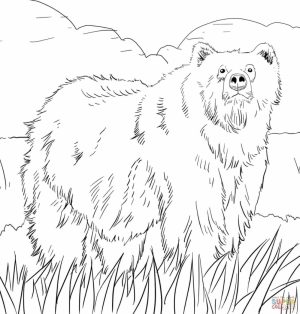 Free Coloring Pages of Bear   a5t31