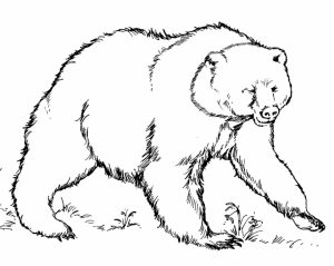 Free Coloring Pages of Bear   yat39