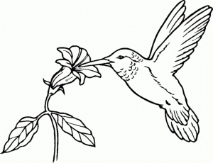 Free Hummingbird Coloring Pages   07599