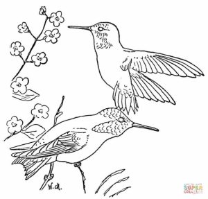 Free Hummingbird Coloring Pages   20627