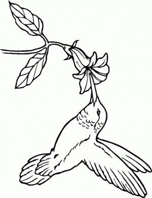 Free Hummingbird Coloring Pages   39747
